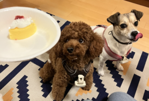 人の気持ちをリセットしてくれる不思議な力がある