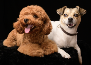 私は2匹の犬と暮らしています