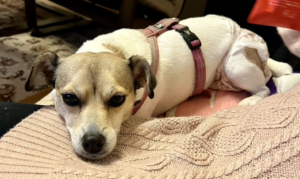 十分な運動時間を確保できる家庭に向いている犬