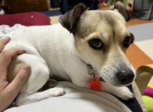 非常に運動量が多い犬種