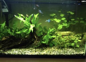 ２０年ほど前の私の部屋に置いてあった水槽