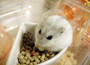 ジャンガリアンハムスター