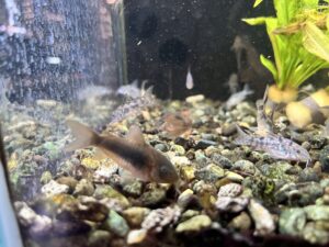 特にコリドラスが底をちょこちょこと動く姿は、思わず見入ってしまうかわいさがあり、意外におすすめです。