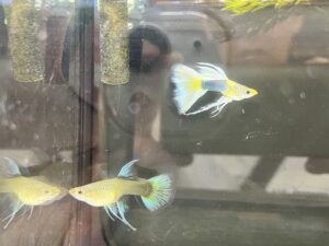 グッピーの魅力の一つは、繁殖のしやすさです。