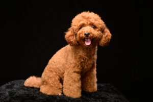 トイプードルは賢く、しつけがしやすくて運動量が極端に多くない