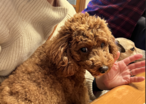 トイプードルもとても飼いやすく、教員家庭には向いている犬種