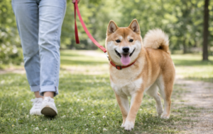 柴犬は自立心が強く、比較的留守番ができる犬種
