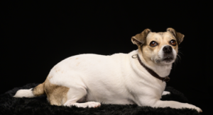 ジャックラッセルテリアを迎えたときに、運動量の多さに苦労した経験があります。