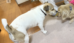 知能が非常に高い犬