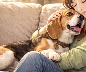 愛嬌のある犬ですが、活発で好奇心が強いという特徴があります。