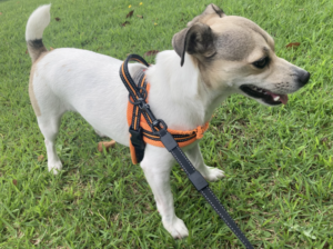 想像以上に運動量が多い犬種だった