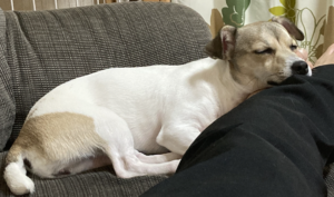 ジャックラッセルテリアとの生活も徐々に落ち着いていきました