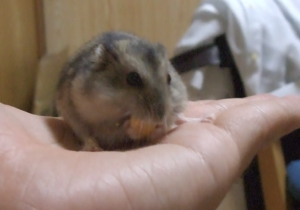 出会ったのが、ジャンガリアンハムスター