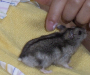 教員の友人から勧められたのがハムスターです。