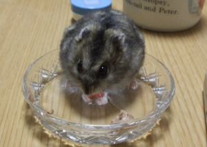 仕事で疲れて帰った後、ふとした瞬間に癒される