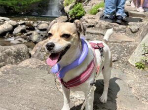 犬用ネッククーラー｜“嫌がりにくい”のが強い
