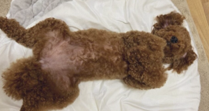 トイプードルなど毛が密集した犬種