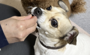 飼い主が気付かないレベルでも薬の匂いを感じ取ります
