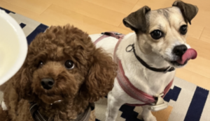 ドライフードに混ぜる
